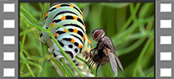 Machaon Vidéo 002